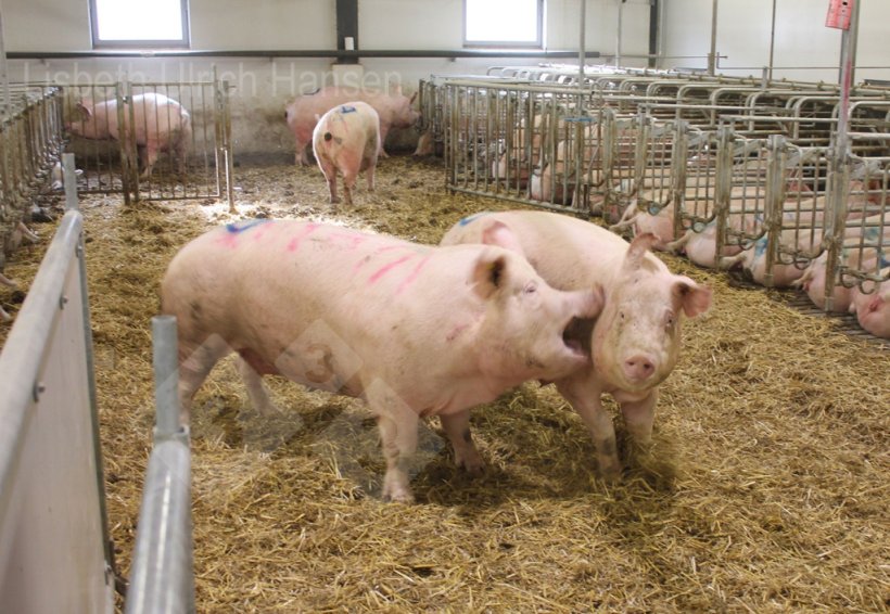 Foto 1: Box di copertura danese utilizzato per il il mescolamento - lettiera profonda con paglia.
