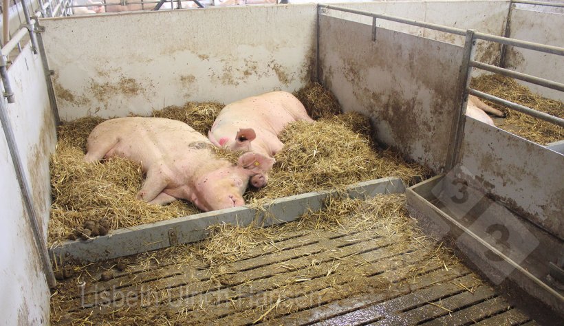 Foto 3: Box d'infermeria con lettiera di paglia nella zona riposo.
