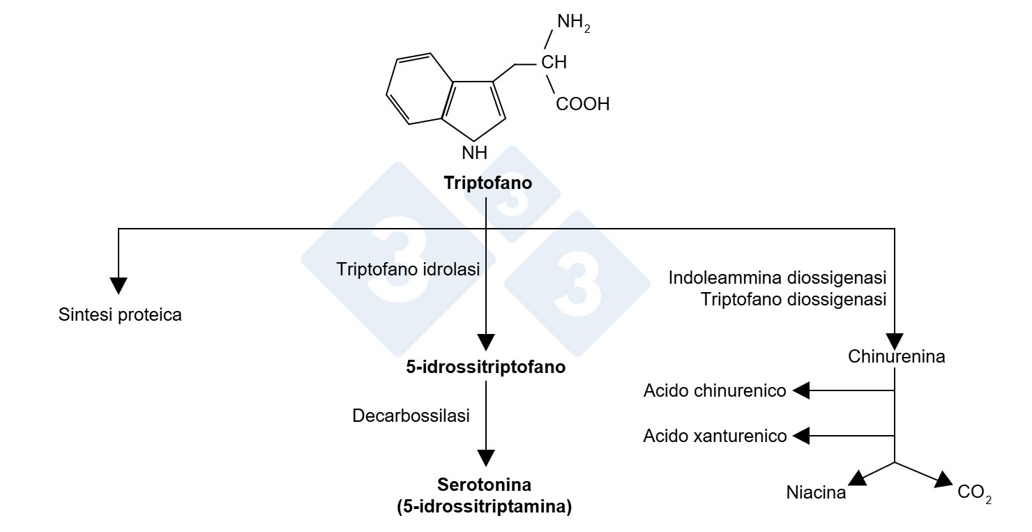 Molecola e percorsi del triptofano