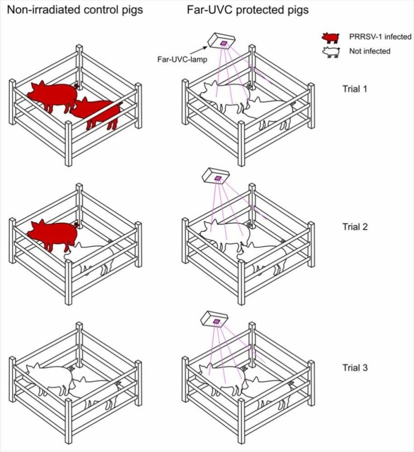 Configurazione sperimentale. A) Modello 3D del recinto recintato con sei lampade Far-UVC disposte attorno ad esso. B) Una rappresentazione schematica della stanza &egrave; mostrata da una vista dall'alto, indicando la posizione delle lampade Far-UVC, l'ingresso e l'uscita della ventilazione e il nebulizzatore che rilascia il virus PRRSV nella stanza. Il controllo &egrave; identico, ma senza le lampade Far-UVC
https://doi.org/10.1016/j.vetmic.2025.110816.
