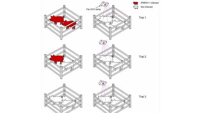 Configurazione sperimentale. A) Modello 3D del recinto recintato con sei lampade Far-UVC disposte attorno ad esso. B) Una rappresentazione schematica della stanza è mostrata da una vista dall'alto, indicando la posizione delle lampade Far-UVC, l'ingresso e l'uscita della ventilazione e il nebulizzatore che rilascia il virus PRRSV nella stanza. Il controllo è identico, ma senza le lampade Far-UVC
https://doi.org/10.1016/j.vetmic.2025.110816.