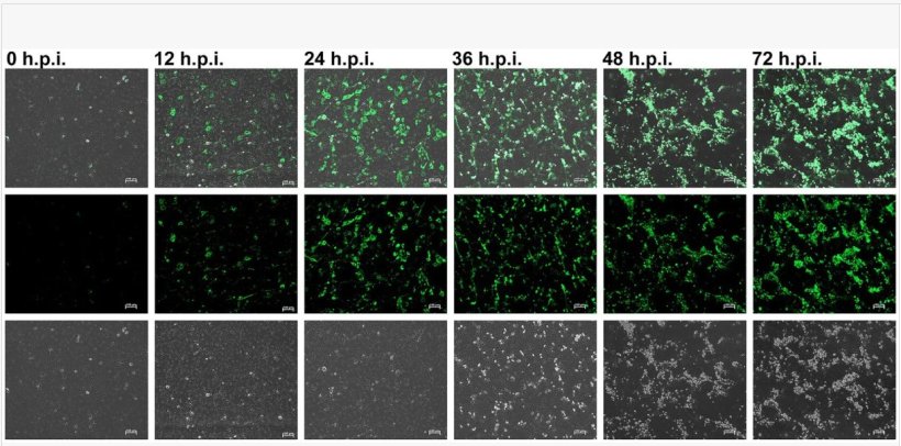 Le infezioni da virus della sindrome riproduttiva e respiratoria suina (PRRSV) a una molteplicità di infezione (MOI) di 10 sono state valutate utilizzando sieri positivi a 0, 12, 24, 36, 48 e 72 ore dopo l'infezione (h.p.i.) mediante test di immunofluorescenza (barra della scala = 100 μm). Le impostazioni di esposizione e contrasto erano coerenti in tutte le immagini per la comparabilità. Fonte: Front. Vet. Sci. 12:1737270. doi: 10.3389/fvets.2025.1737270