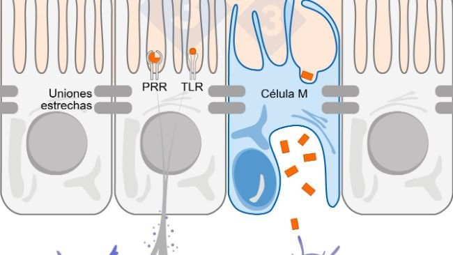 Figura 1. Diagramma schematico che illustra il meccanismo d'azione delle cellule immunitarie intestinali in risposta alle minacce esterne.