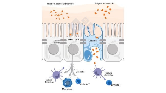 Figura 1. Diagramma schematico che illustra il meccanismo d'azione delle cellule immunitarie intestinali in risposta alle minacce esterne.