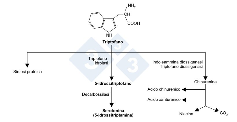 Figura 1. Molecola del triptofano e i suoi percorsi.