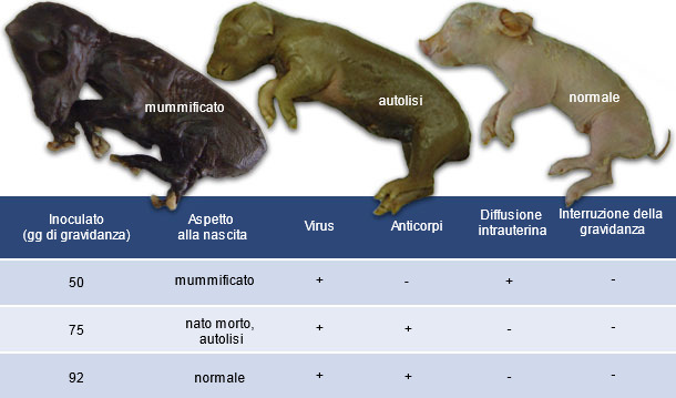 Conseguenze del PCV2 alla nascita