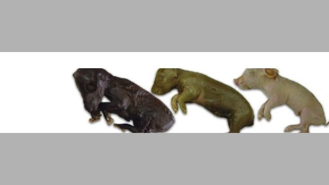 Conseguenze del PCV2 alla nascita