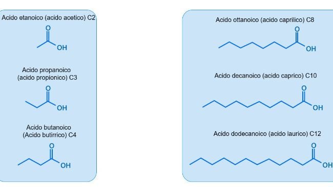Immagine 1. Struttura degli acidi grassi a catena corta (SCFA) e a catena media (MCFA) più comunemente utilizzati nell'alimentazione dei suini.