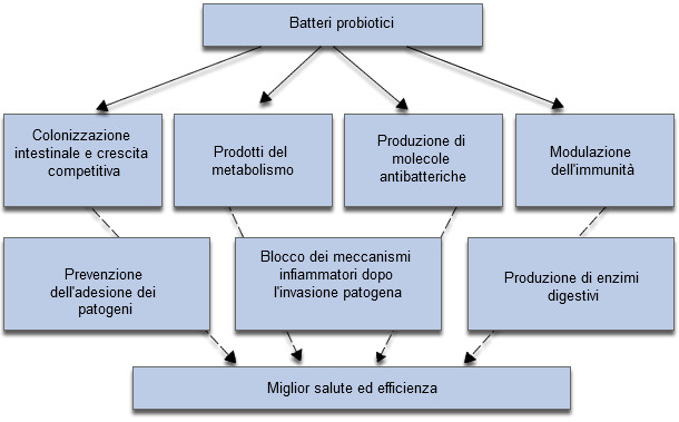 Meccanismi implicati sugli effetti positivi dei probiotici sull'accrescimento e salute