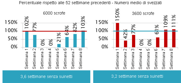 Dopo l'infezione delle scrofe, i suinetti si infettarono