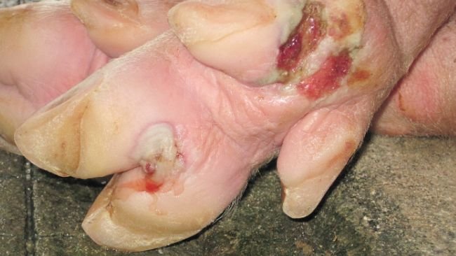 Cojeras y lesiones en los pies de cerdos de engorde