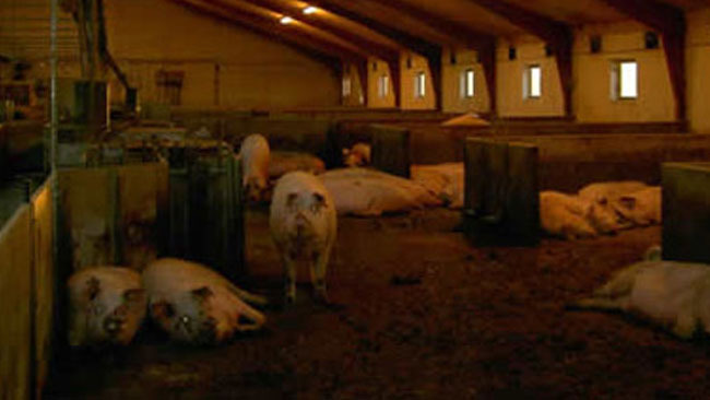 Cerdas gestantes en grupo