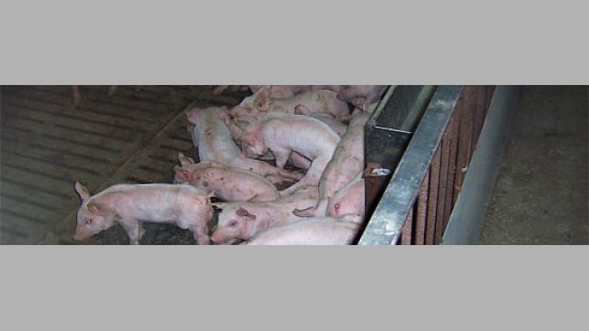 Necesidades básicas del cerdo en crecimiento
