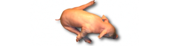 Lech&oacute;n con splayleg