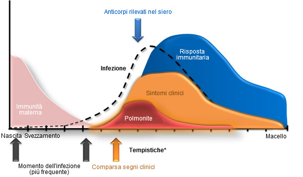 Mycoplasma hyopneumoniae: dynamics of infection and immunity