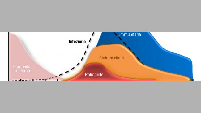Mycoplasma hyopneumoniae: dynamics of infection and immunity