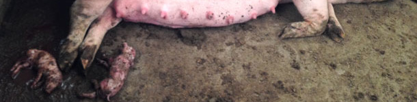 Partos prematuros en los parques de gestación