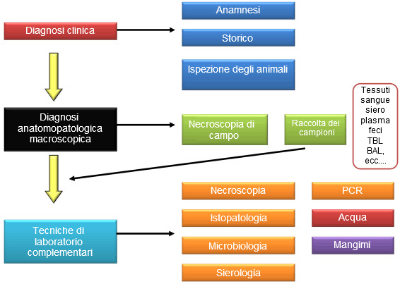 Schema generale del procedimento per la diagnosi