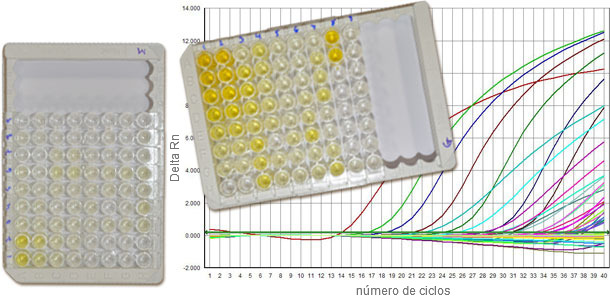 Sierologie per il PCV2 che distinguono  IgM da IgG e la q-PCR che informa la carica virale