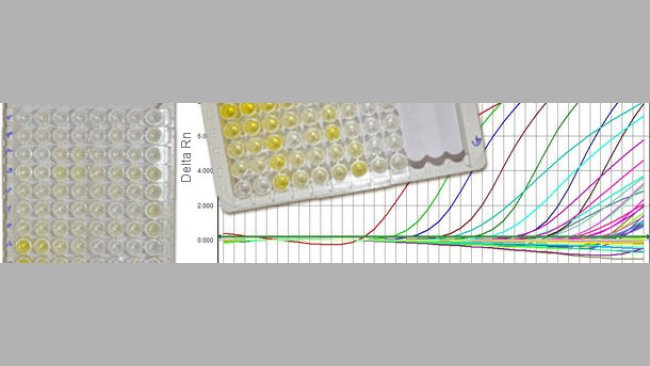 Sierologie per il PCV2 che distinguono  IgM da IgG e la q-PCR che informa la carica virale