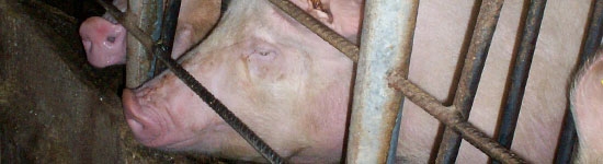 Manejo de las hormonas (I)