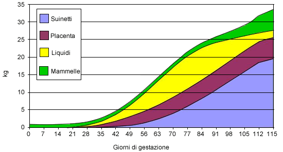 Evoluzione del peso dei suinetti, placente, liquidi e apparato mammario durante la gestazione.