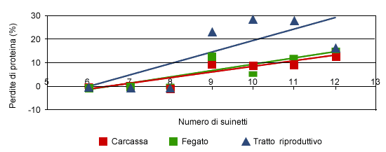 Perdite di proteina durante la lattazione della carcassa, fegato ed apparato riproduttore 