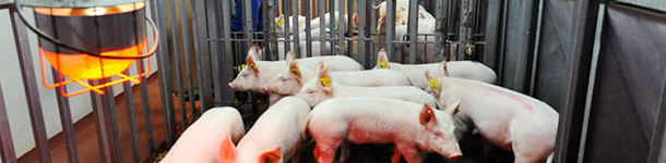 Experimento de transmisión para estimar los parámetros de transmisión del modelo de PCV-2.