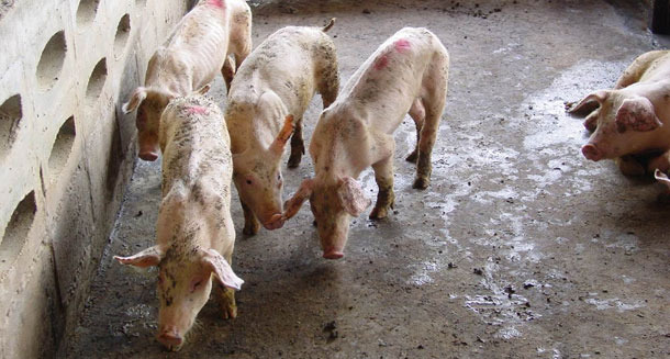 PCV2-infected piglets