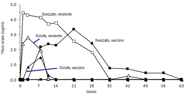 Effetto dell'età sulla moltiplicazione del PRRSV