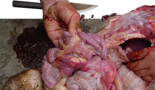 En la necropsia de los cerdos afectados se aprecia un aumento del tamaño de algunos linfonodos, como los inguinales y los mesentéricos.