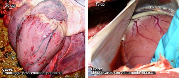 Corazón con hidropericardio y petequias