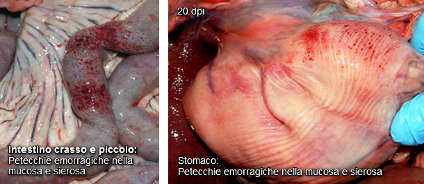 Instestino e stomaco con petecchie