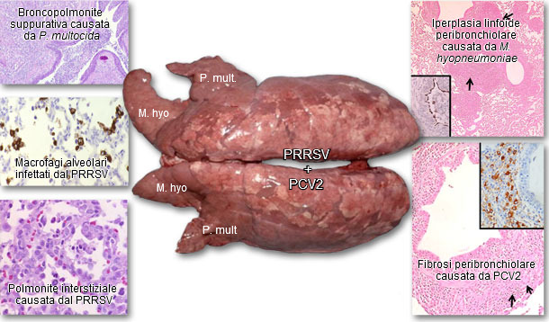 Pulmones de un cerdo afectado por PRDC
