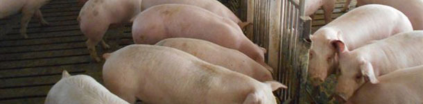 Allevamento di suini