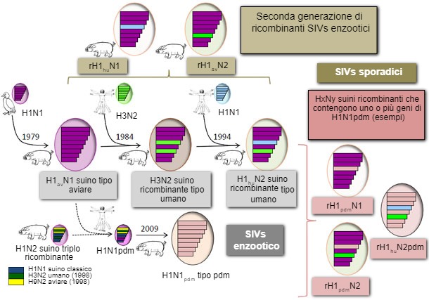 Virus dell\influenza suina identificati nei suini europei nel 2014
