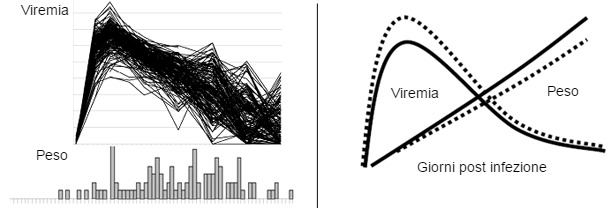 Viremia del PRRSV (figura superiore)e distribuzione dell'IMG (inferiore) di 200 suini infetti sperimentalmente con PRRS