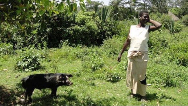 Suino al pascolo legato ad un albero per evitare di danneggiare la coltivazione circostantes cercanos en Homa Bay, Kenia