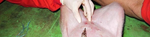 Aplicación intradérmica del antígeno