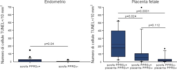 Quantificazione delle cellule in apoptosi