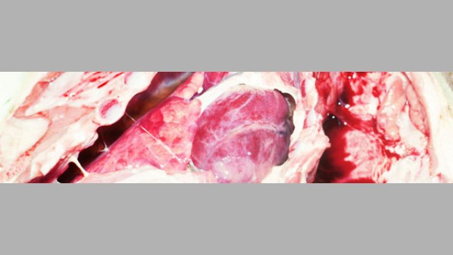 pleurite cronica fibrosa in suinetto svezzato