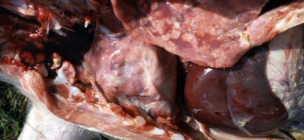 versamento pericardico e tracce di fibrina sopra il fegato  in suinetto svezzato