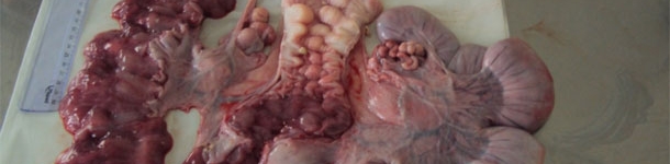 Altre femmine appena inseminate che presentavano gli stessi segnali clinici e che furono selezionate per i tamponi