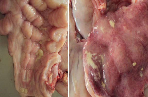 Presenza di muco nella mucosa cervicale e uterina