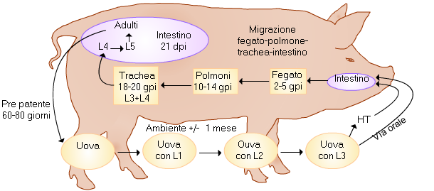 ciclo ascaris