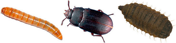 Alternativas a las tradicionales fuentes proteicas