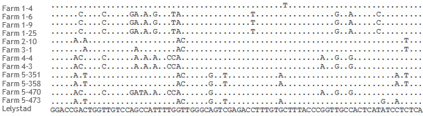 Fragmento del alineamiento de secuencias ORF5 de cepas de PRRSV de 5 granjas distintas.