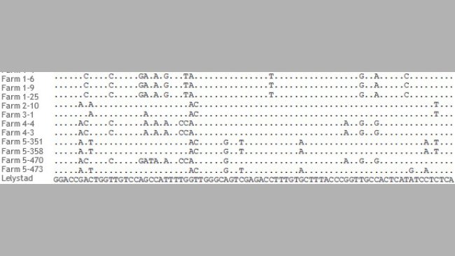Fragmento del alineamiento de secuencias ORF5 de cepas de PRRSV de 5 granjas distintas.