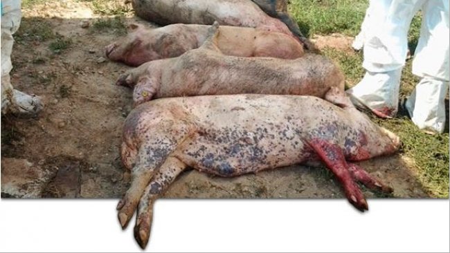 Cadáveres de cerdos infectados cor el virus de la PPA.