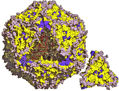 Struttura del  PCV2